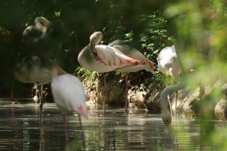 Annual count of pink flamingos at Parco Natura Viva: 180 adults and 10 juveniles