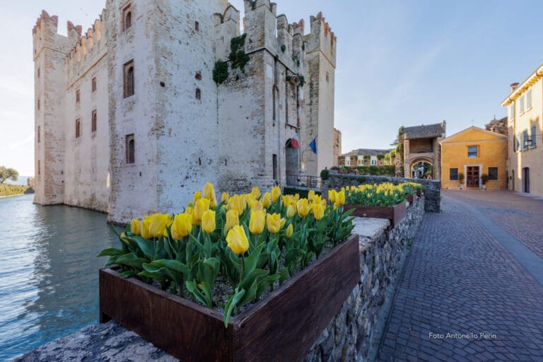 In Sirmione, a rainbow of tulips blossoms