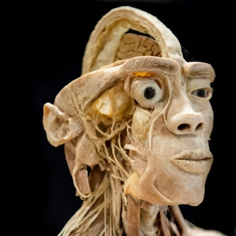 Exploring the human body with the exhibition ‘Real Human Bodies’ at the Casino di Arco