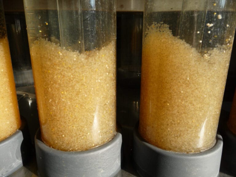 Desenzano: 250 thousand trout released into Lake Garda from the fish hatchery