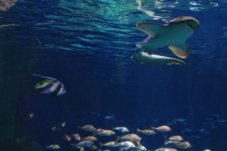 Gardaland SEA LIFE Aquarium welcomes endangered zebra shark
