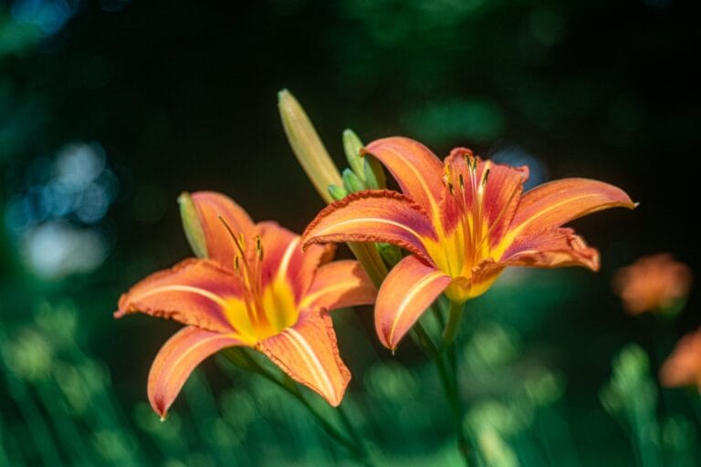 Presented the Epaulettes to Future Agents in the Green of Sigurtà Garden Park