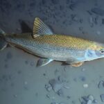 Restocking of Coregonus Boosts Biodiversity and Fishing on Lake Garda