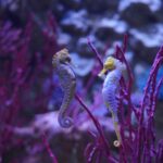 Gardaland SEA LIFE Aquarium Celebrates Love and Marine Life This Valentine's Day