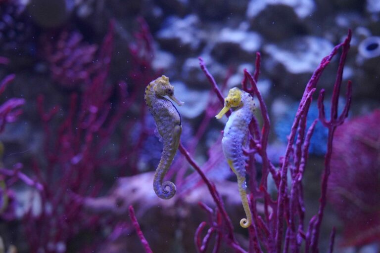 Gardaland SEA LIFE Aquarium Celebrates Love and Marine Life This Valentine's Day