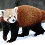 Parco Natura Viva Showcases Extreme Environment Animal Athletes