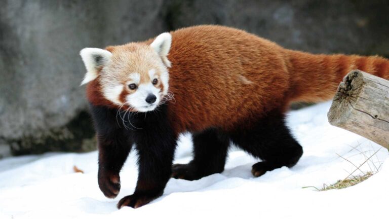 Parco Natura Viva Showcases Extreme Environment Animal Athletes