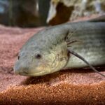 African Raptors Make Debut at Bussolengo’s House of Dragons Pavilion