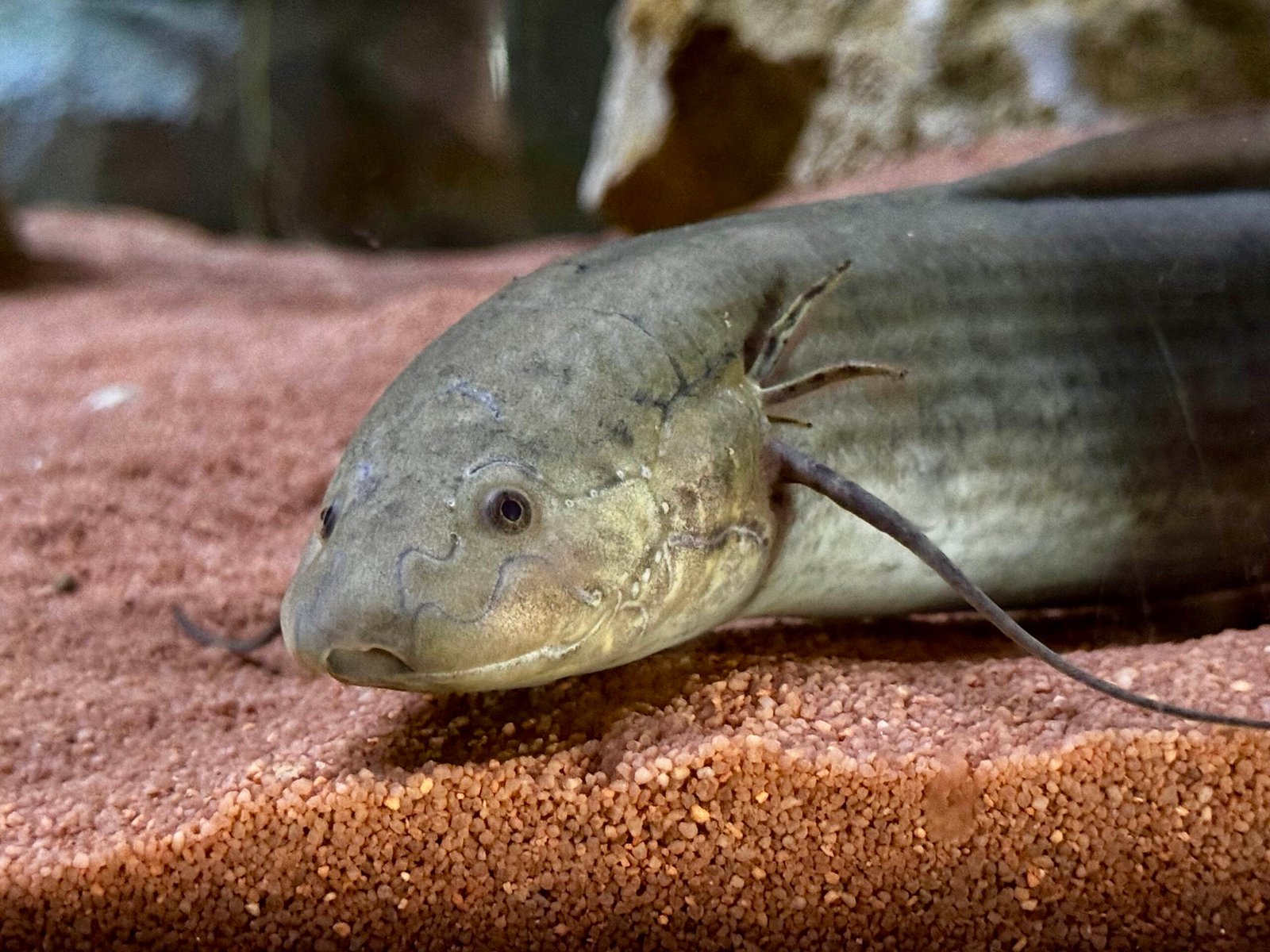 African Raptors Make Debut at Bussolengo’s House of Dragons Pavilion
