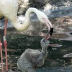 Nature Viva Park Welcomes 14 Record-Breaking Pink Flamingo Chicks
