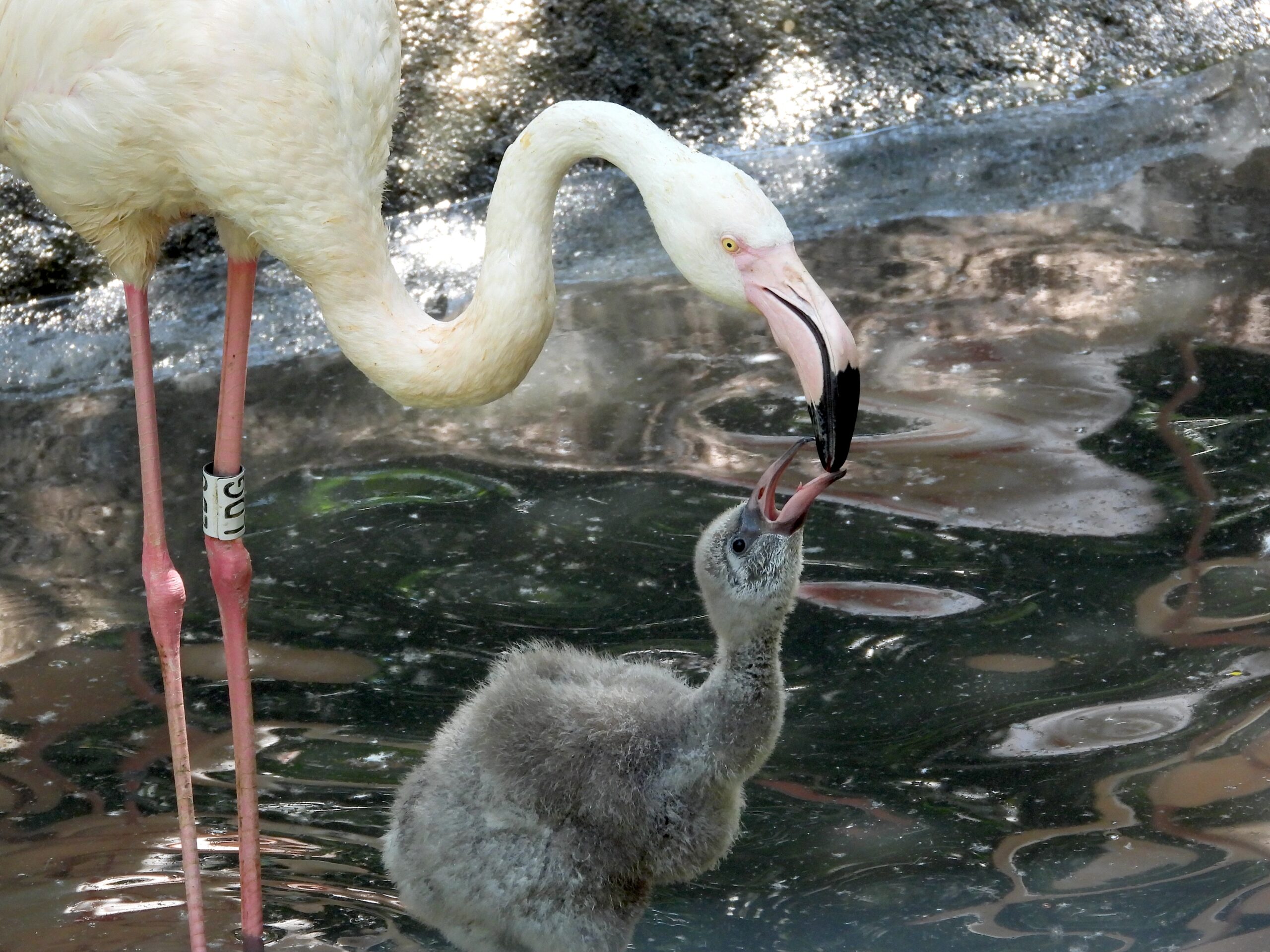 Nature Viva Park Welcomes 14 Record-Breaking Pink Flamingo Chicks