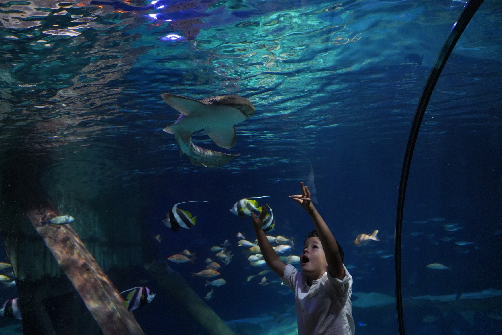 Gardaland’s SEA LIFE Aquarium Kicks Off a Week of Mediterranean Life and Sharks
