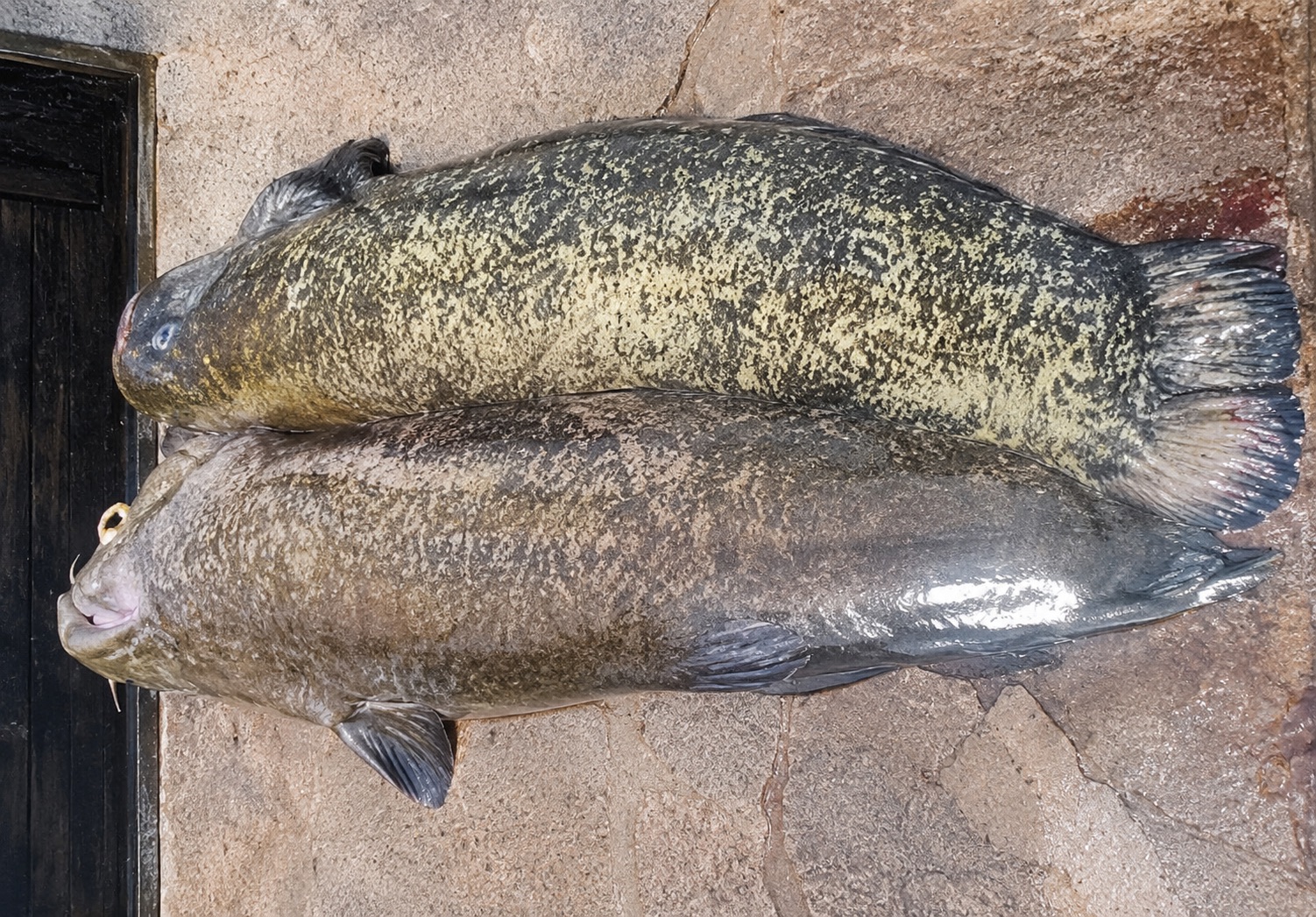 Torpedo Incident in Lake Garda: €100 Million for Professional Fishing Businesses