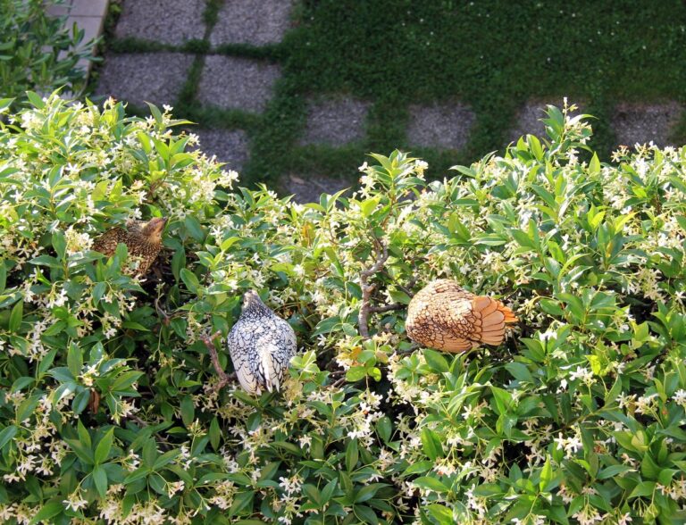 Going to Sleep with the Chickens: Ameli’s Tales from Lake Garda