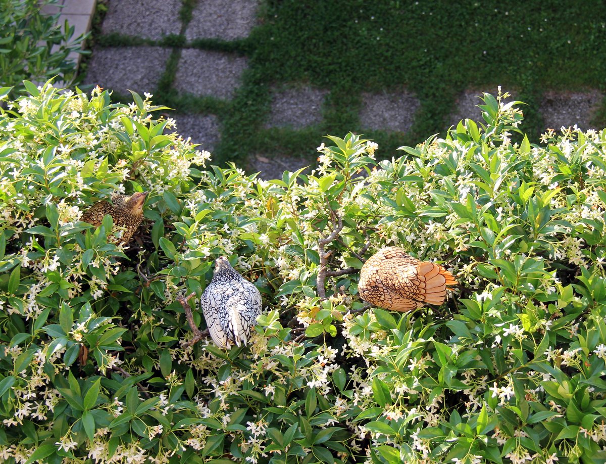 The hens roosting on the jasmine hedge in Lonato del Garda