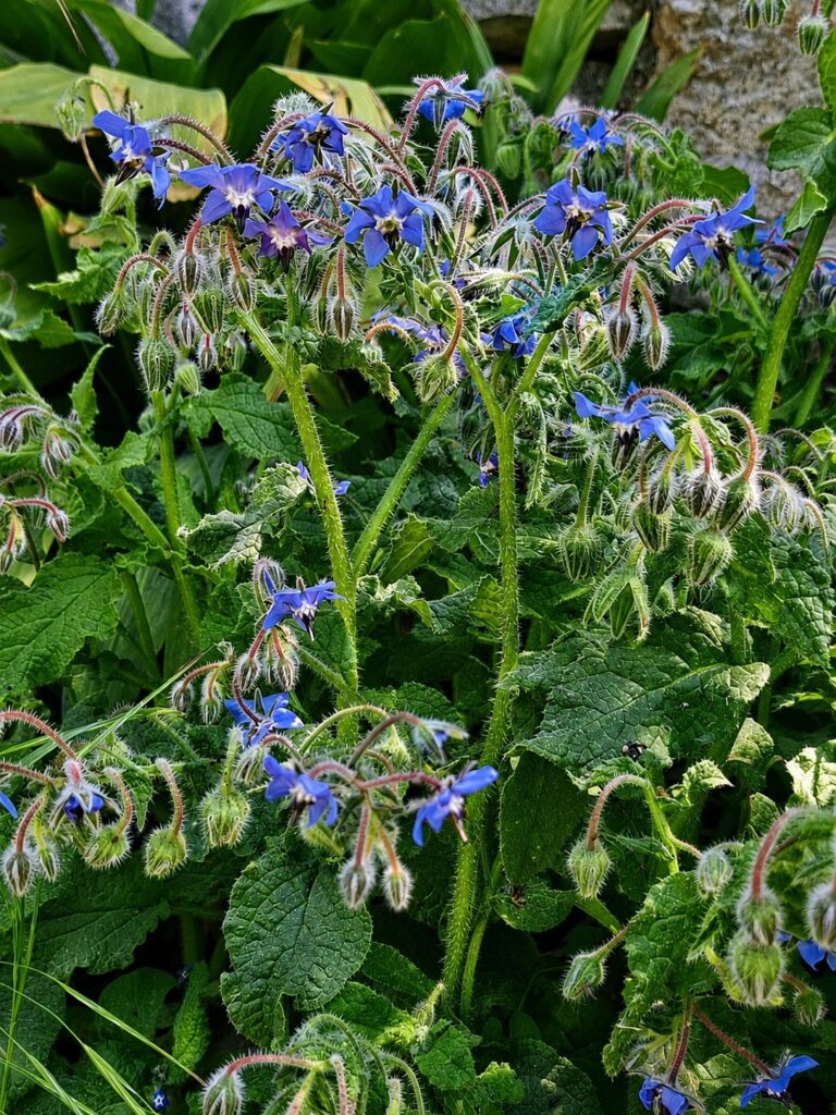 Borage Edible Flowers Green Advice: The Green Witch August Guide