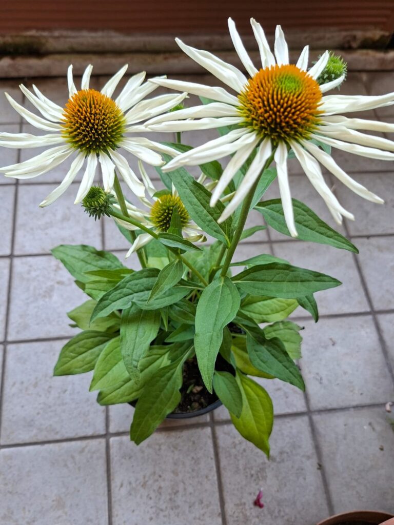 The Green Witch: Echinacea