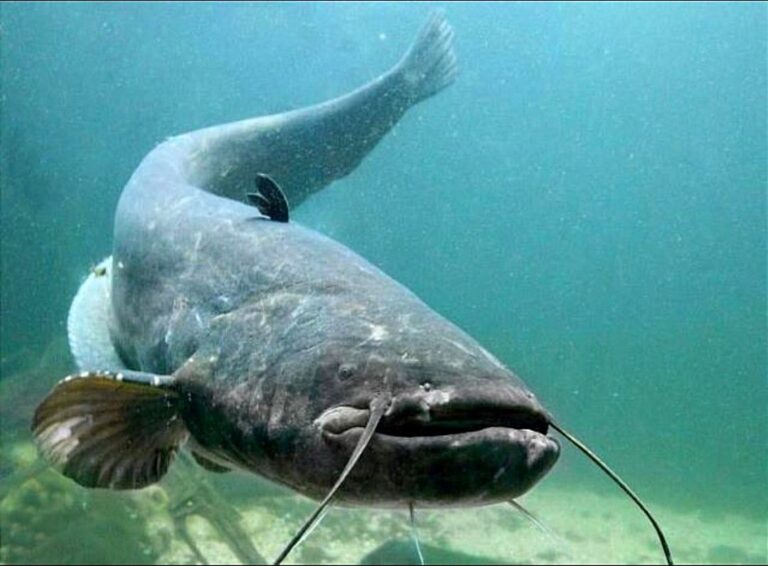 Wels Catfish Lake Garda Emergency: Contextualizing Environmental Challenges