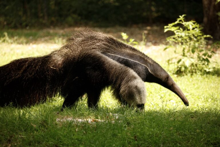 New Pantanal Exhibit Opens at Parco Natura Viva Featuring Giant Anteaters, Tapirs and Nandus