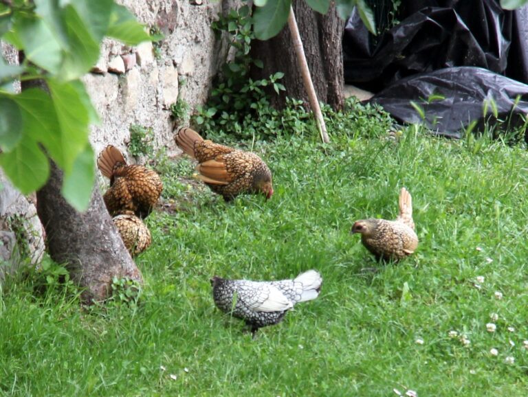 Hens roaming in Fosse Castello Desenzano del Garda