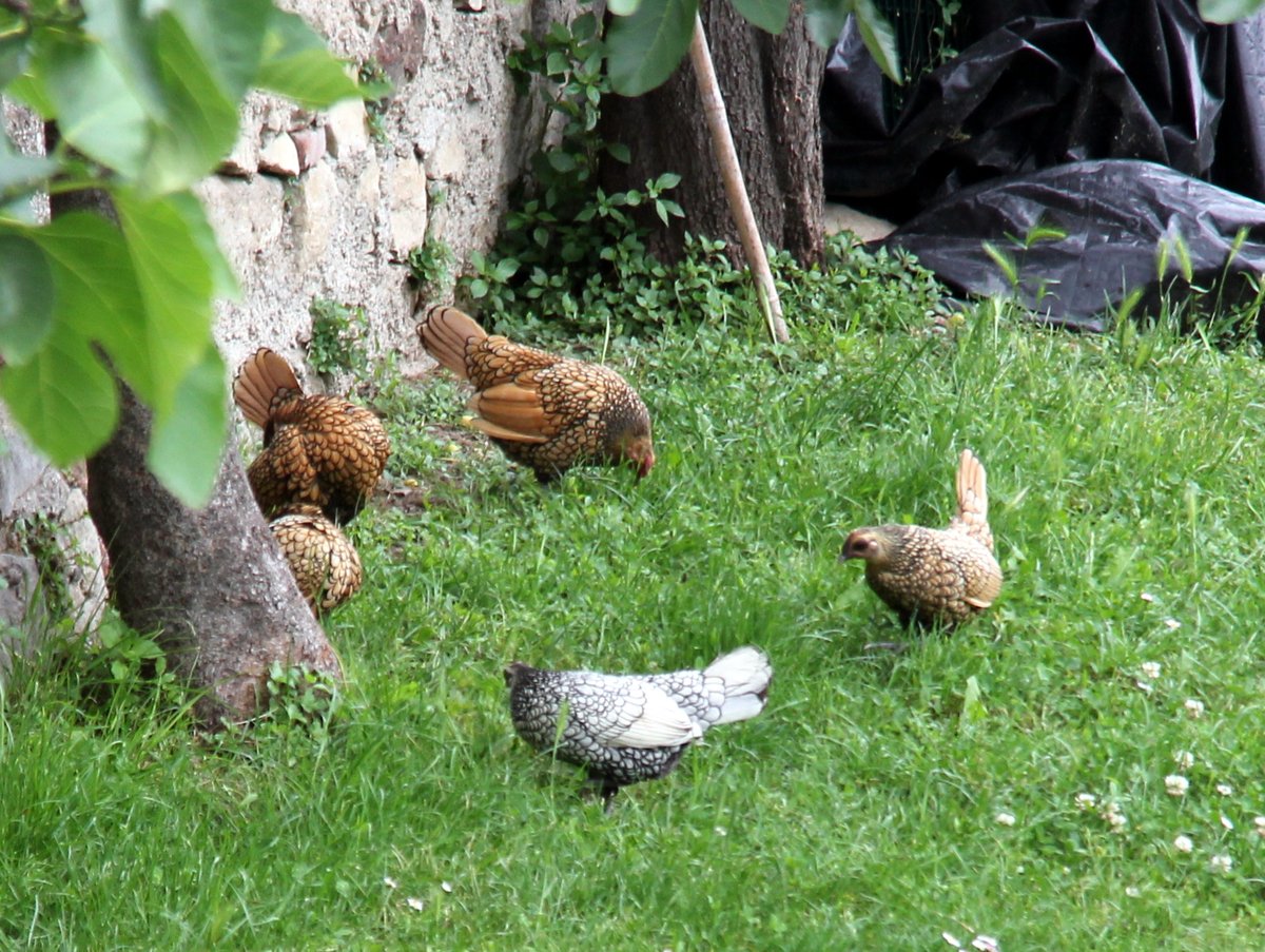 Hens of Fosse Castello Desenzano
