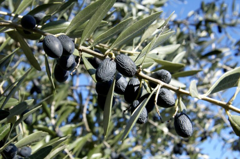 Workshop on Olive Fly Targets Gargnano Growers