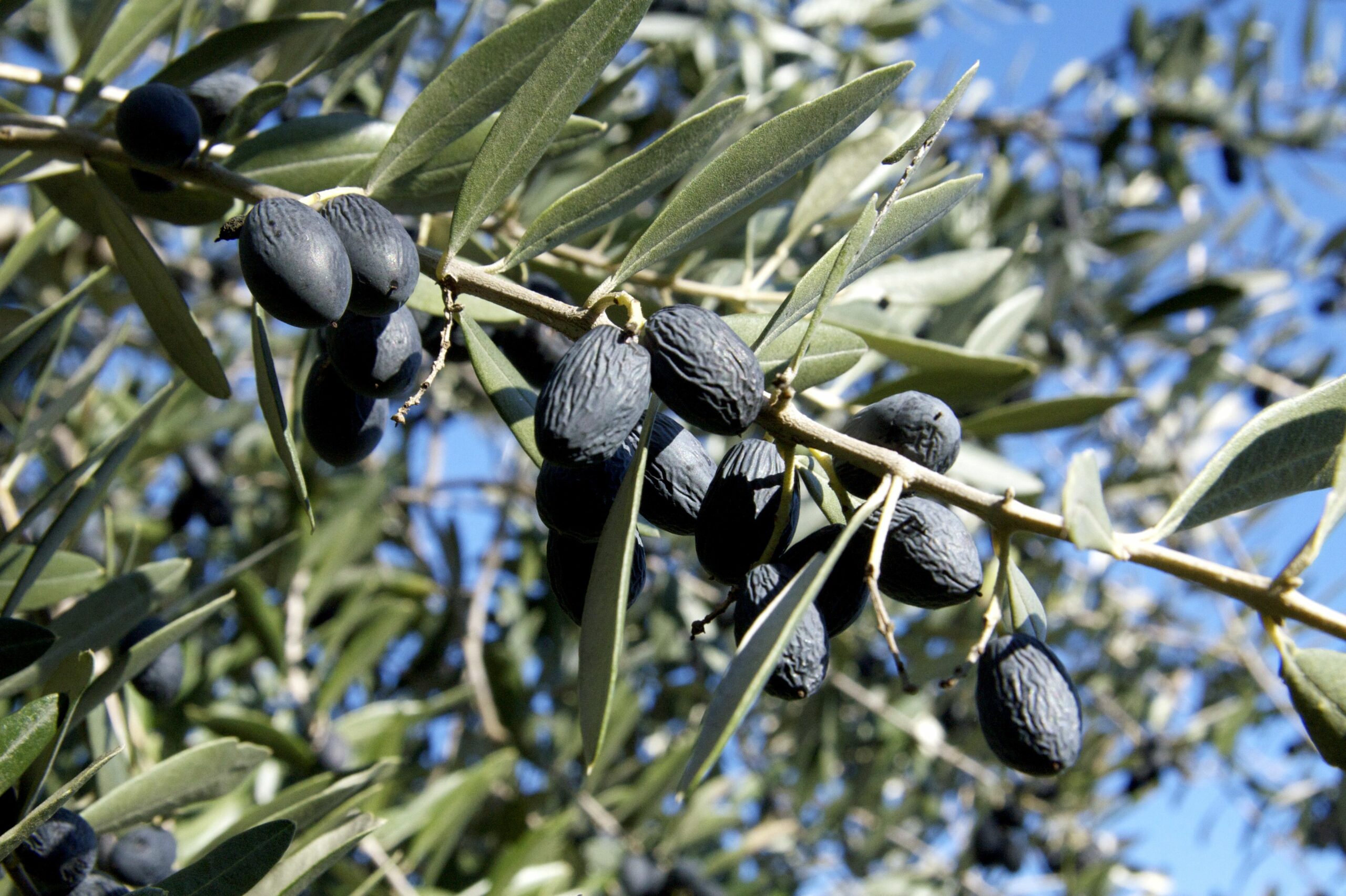 Workshop on Olive Fly Targets Gargnano Growers