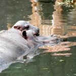 Nature Park Viva Welcomes Italy’s First Baby Hippo Since 2021