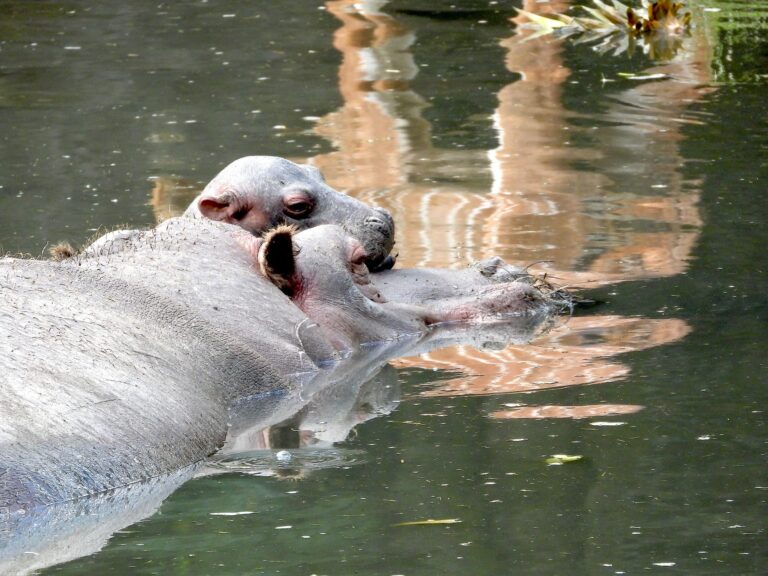 Nature Park Viva Welcomes Italy’s First Baby Hippo Since 2021