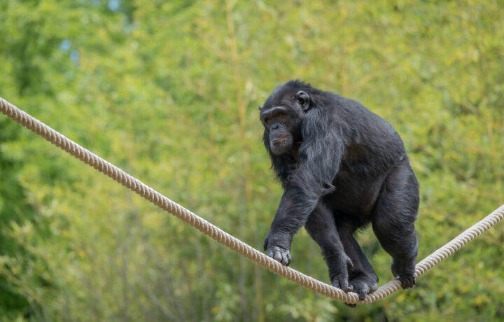 Chimpanzees and Parrots at Parco Natura Viva: Music Reveals New Insights Into Their Behavior