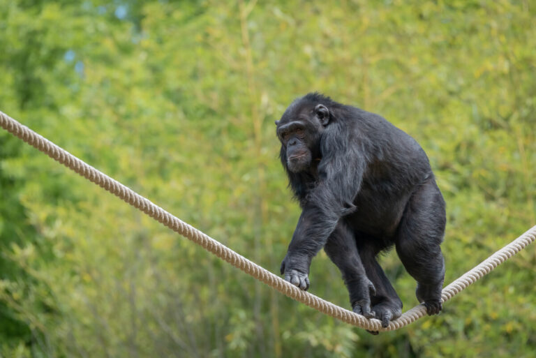 Chimpanzees and Parrots at Parco Natura Viva: Music Reveals New Insights Into Their Behavior