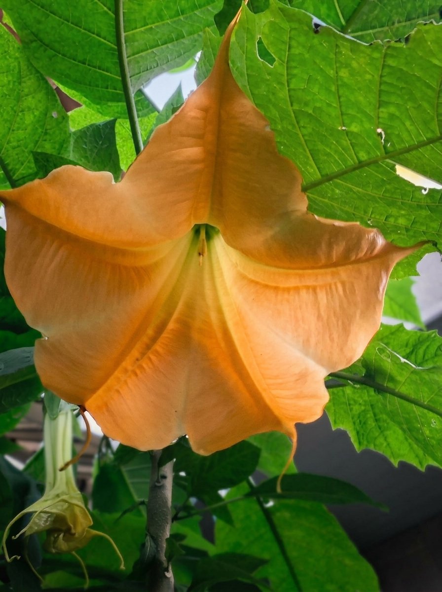 Close-up of a soft peach Brugmansia flower