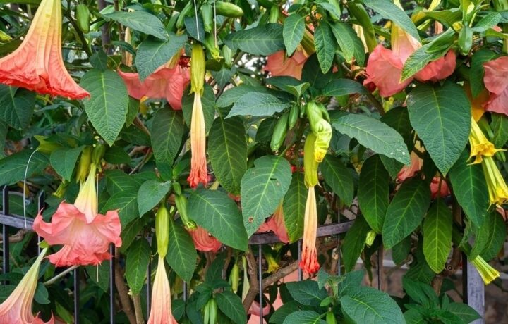 Blooming Brugmansia arborea shrub with numerous hanging trumpet flowers in a lush garden setting