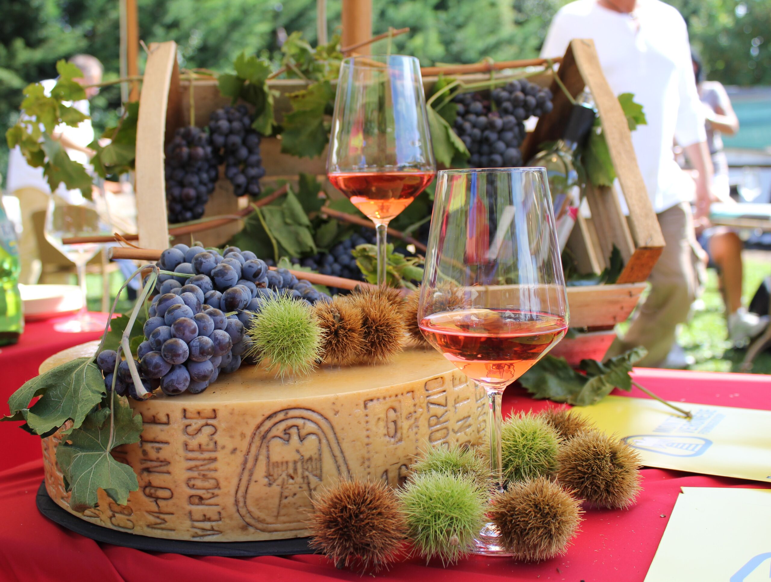 Wheel of Monte Veronese DOP cheese with chestnuts and Bardolino wine on Monte Baldo