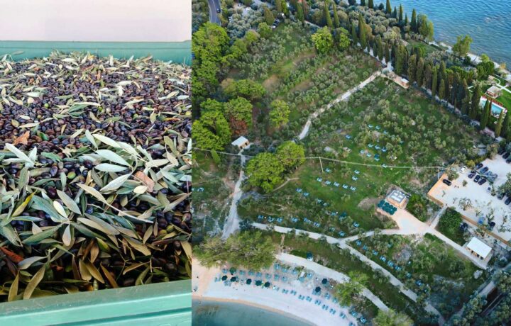 Lake Garda Olive Harvest 2026 Begins in San Felice del Benaco