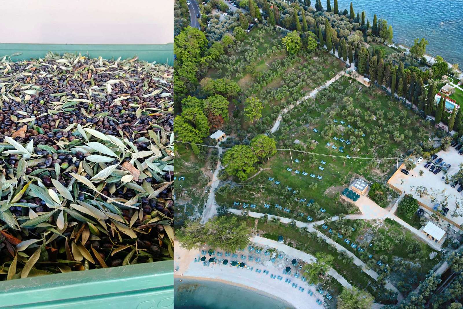 Lake Garda Olive Harvest 2026 Begins in San Felice del Benaco