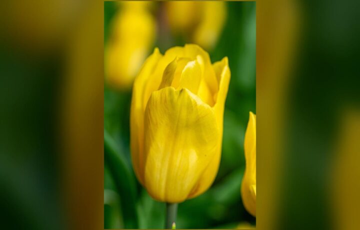 Autumn Tulips at Sigurtà Garden Park: Nearly 100,000 in Bloom