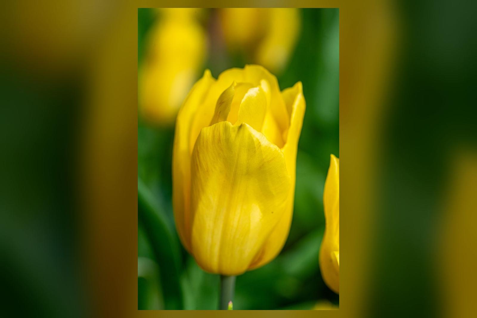Autumn Tulips at Sigurtà Garden Park: Nearly 100,000 in Bloom